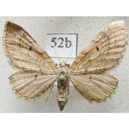 Eupithecia intricata (Zetterstedt, 1839) Czech52b